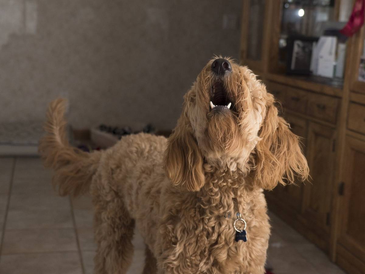 Il cane disturba in condominio? Può essere stalking condominiale: cosa dice la sentenza