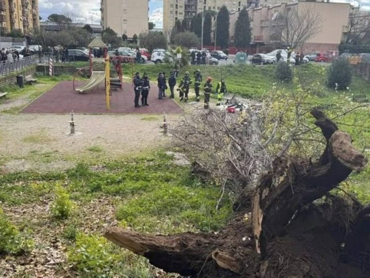 Tragedia a Roma: cade un albero e uccide una donna sul colpo