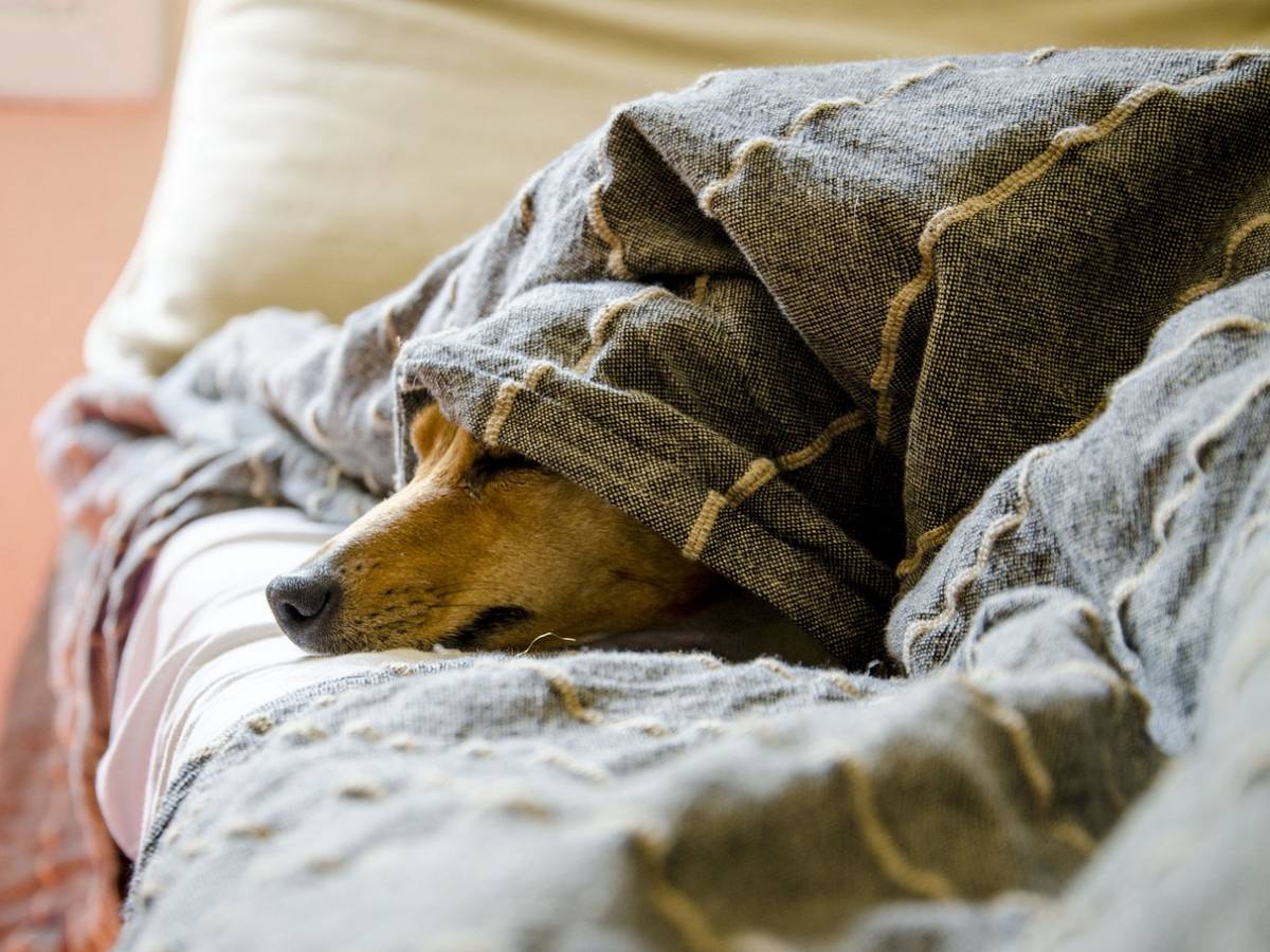 Botti di capodanno, pericolosissimi per gli animali ma anche per gli umani. Ecco perché