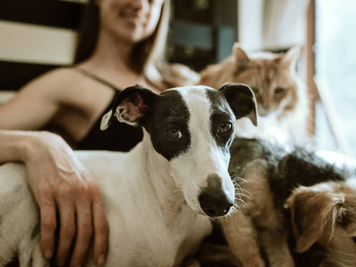 tre giorni di congedo se muore il cane o il gatto la proposta di legge