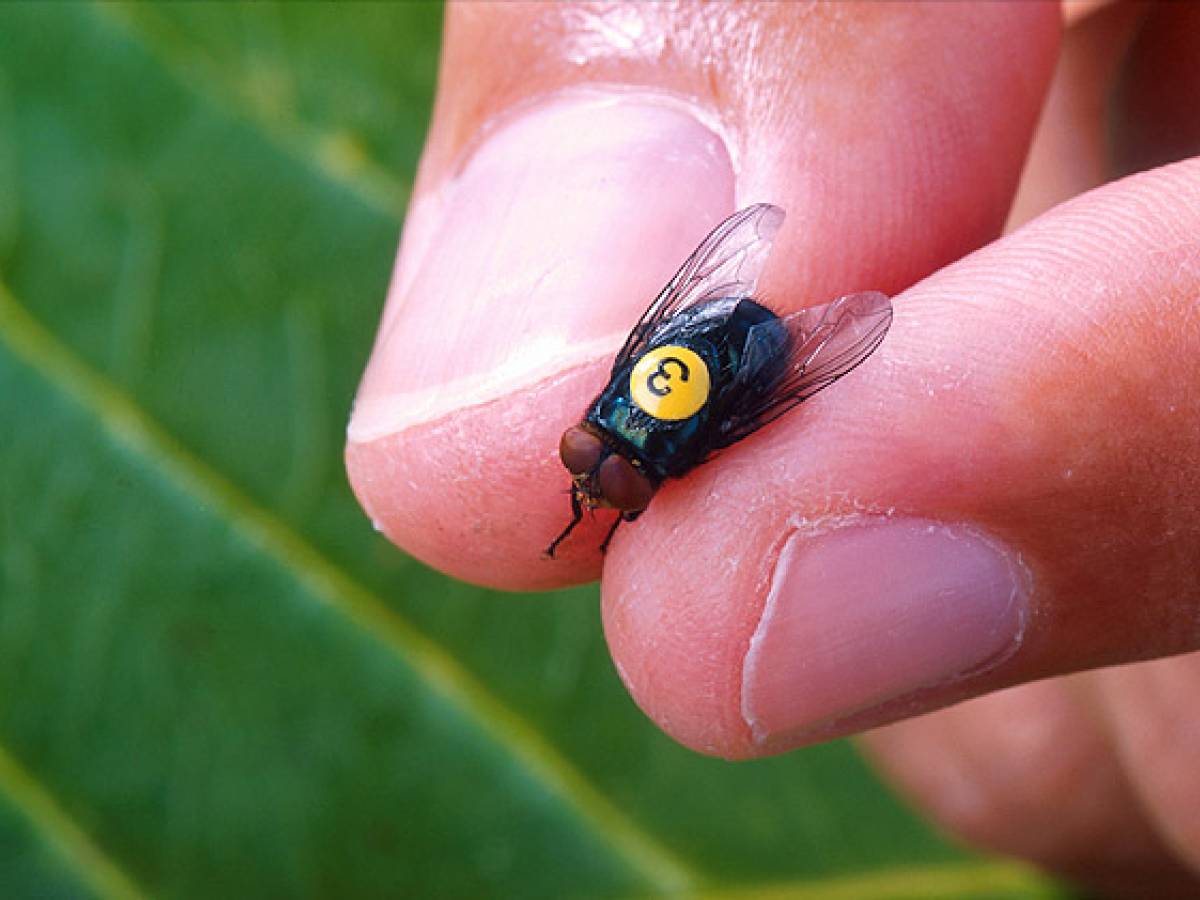 "Si infila ovunque". È allarme per la mosca "mangiauomini"