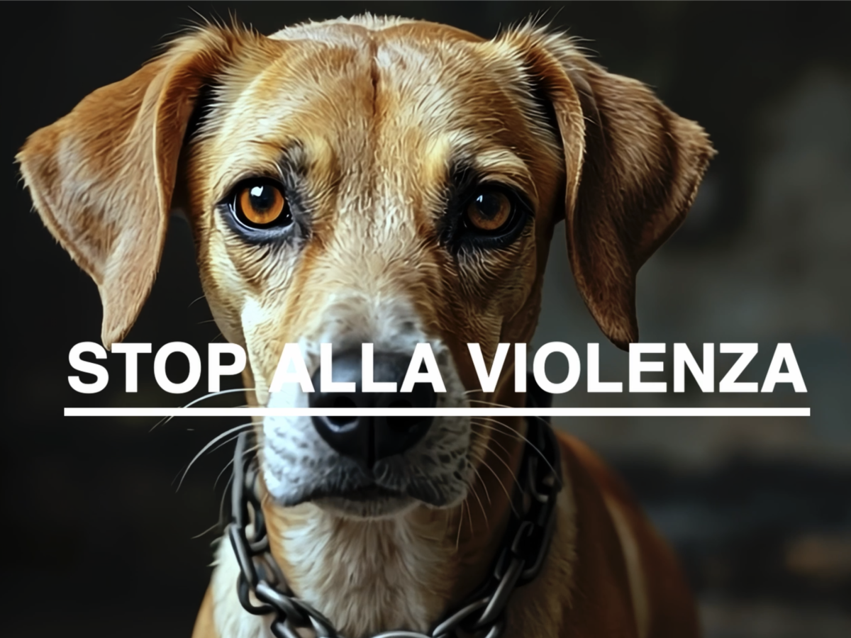 Leidaa, la nuova campagna per salvare gli animali vittime di gravi maltrattamenti