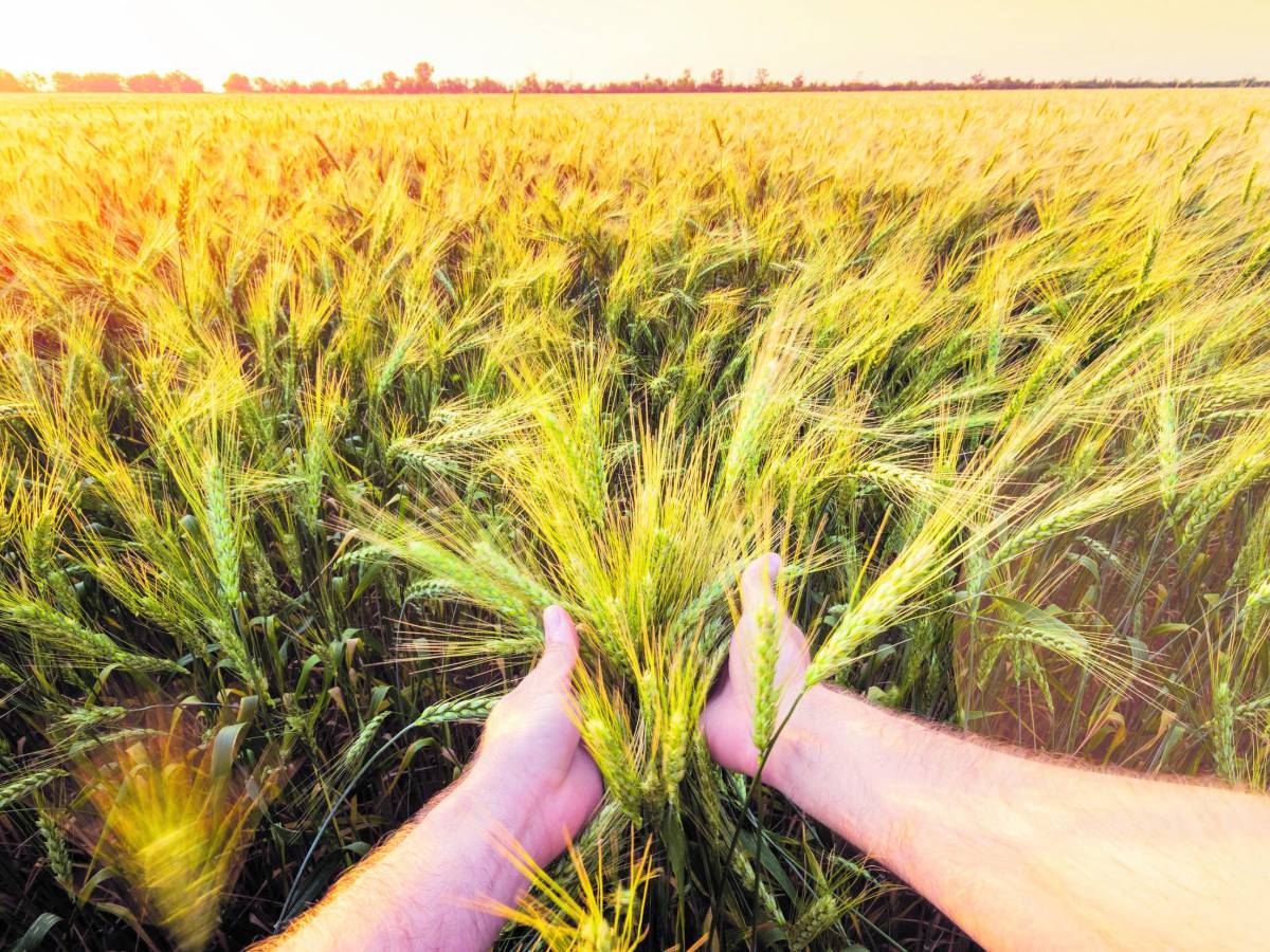 consorzi agrari d8217italia tornano le giornate in campo da Ilgiornale.it consorzi agrari d8217italia tornano le giornate in campo