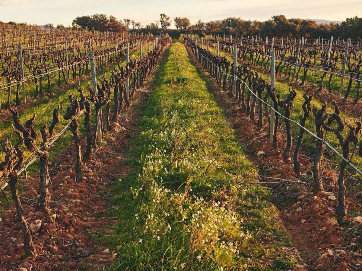 Galoupet, le vigne