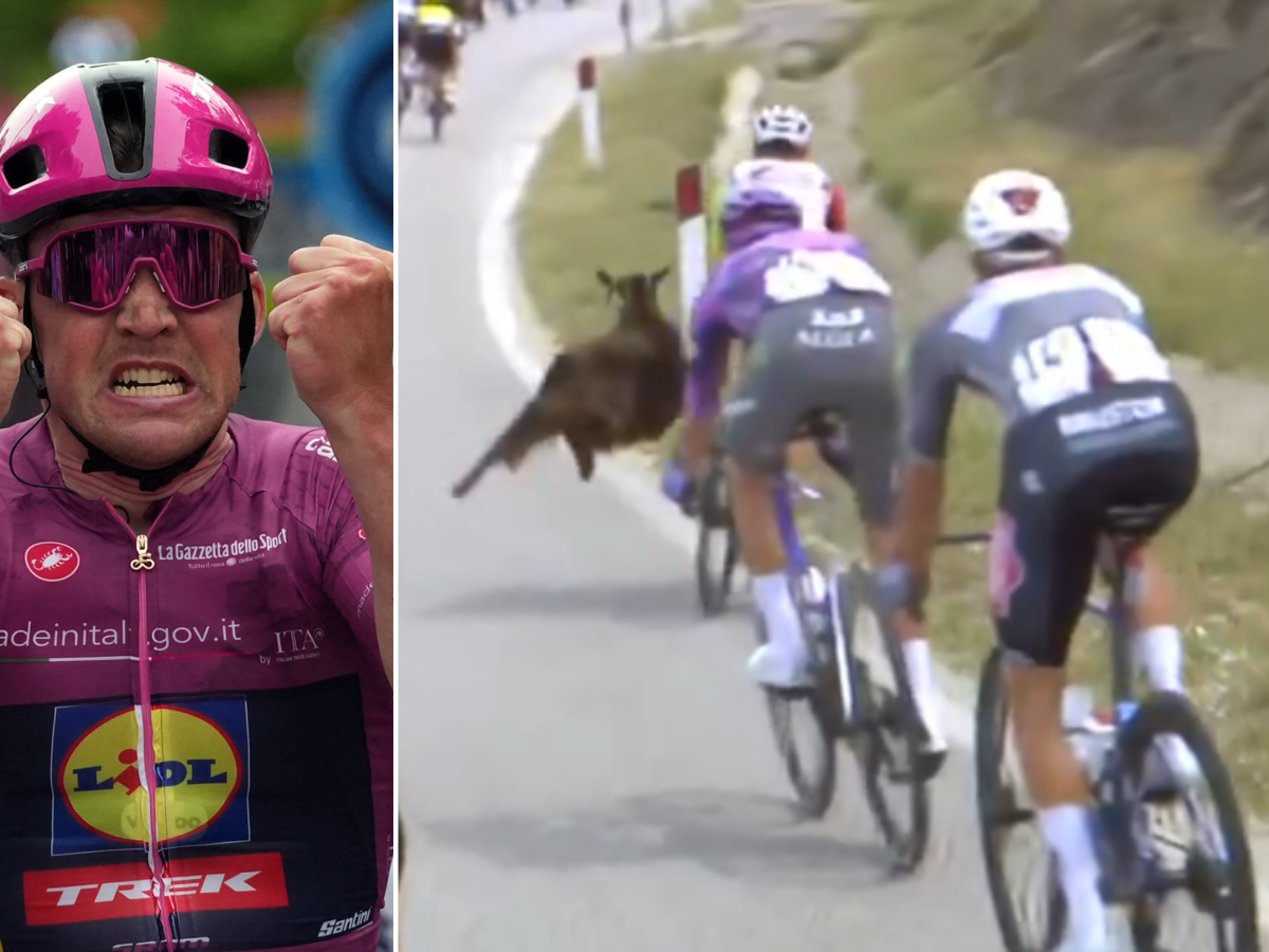 Giro, nonostante le capre volanti Pedersen vince e si riprende la maglia rosa a Valona Giro, nonostante le capre volanti Pedersen vince e si riprende la maglia rosa a Valona