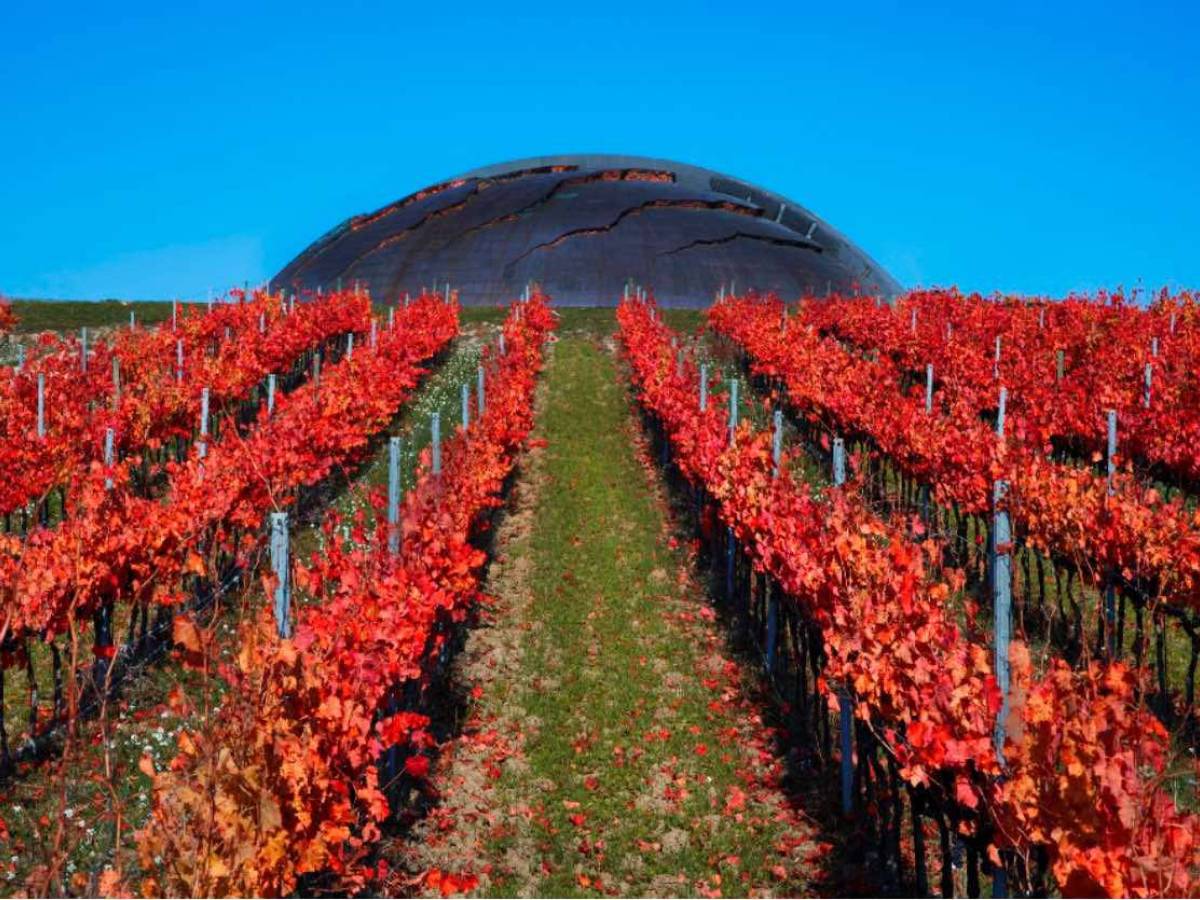 Carapace, opera tra le vigne