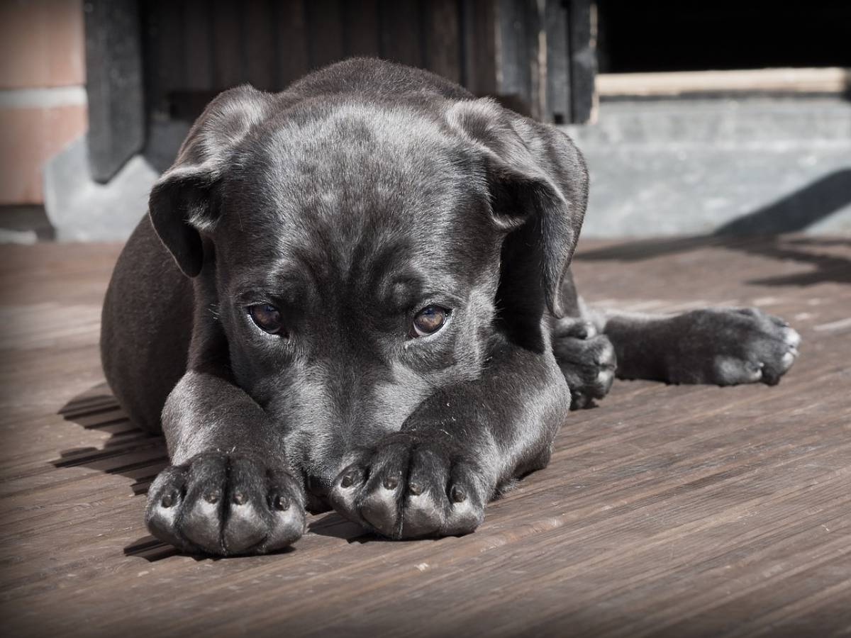 getta acido sul cane dei vicini anni di minacce poi la verità nei video di sorveglianza da Ilgiornale.it getta acido sul cane dei vicini anni di minacce poi la verità nei video di sorveglianza