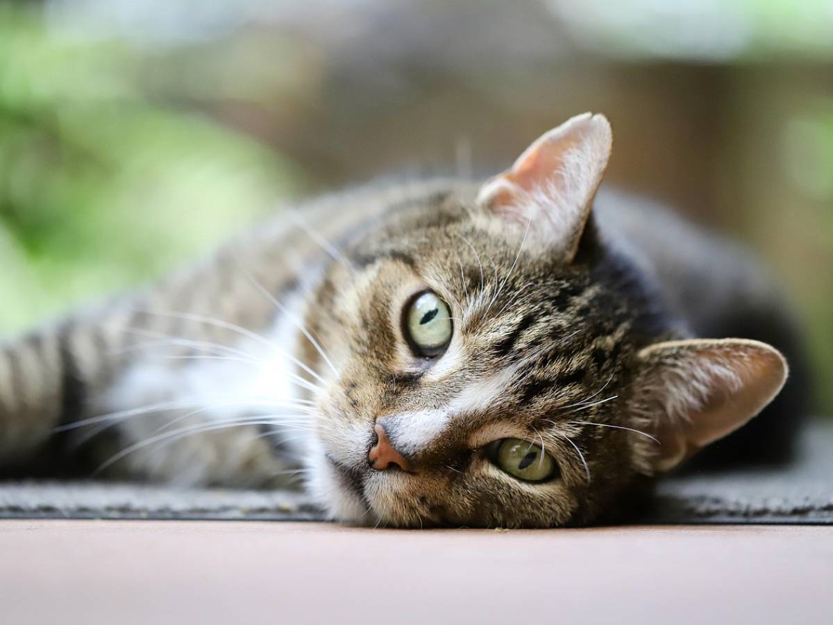 Arriva la cura per la Fip dei gatti: autorizzato l Arriva la cura per la Fip dei gatti: autorizzato l