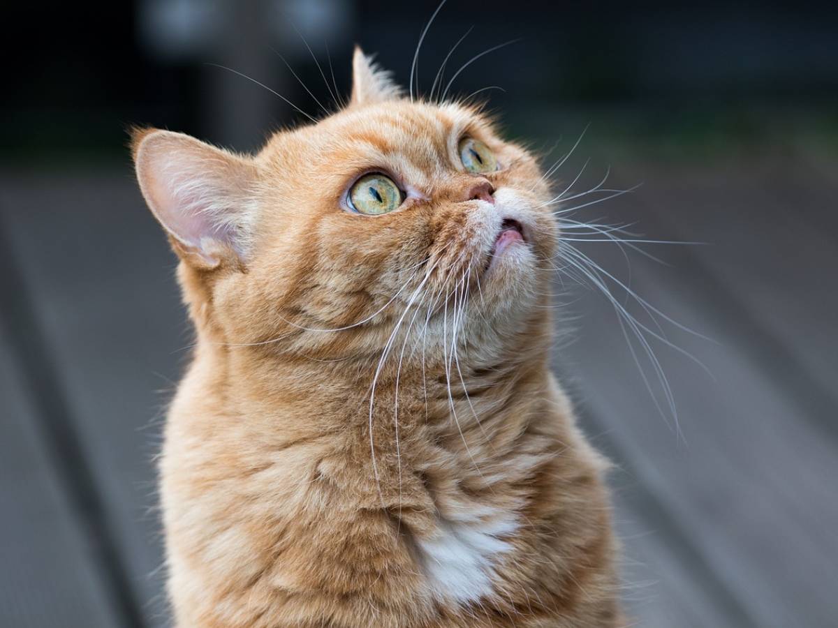 orrore a la spezia uccide un gatto e lo cucina nel parco fermato un nigeriano da Ilgiornale.it orrore a la spezia uccide un gatto e lo cucina nel parco fermato un nigeriano