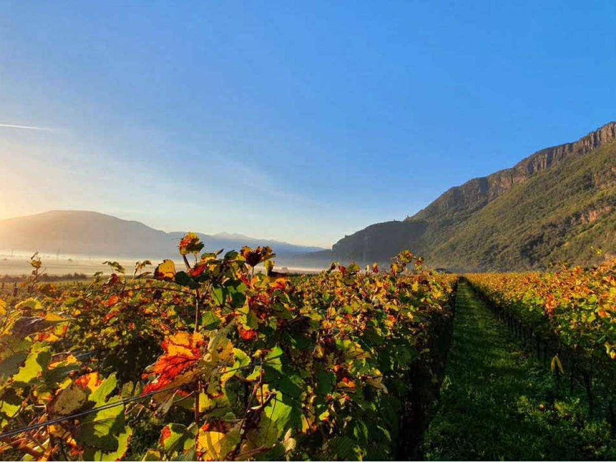 Cantina Andriano, le vigne