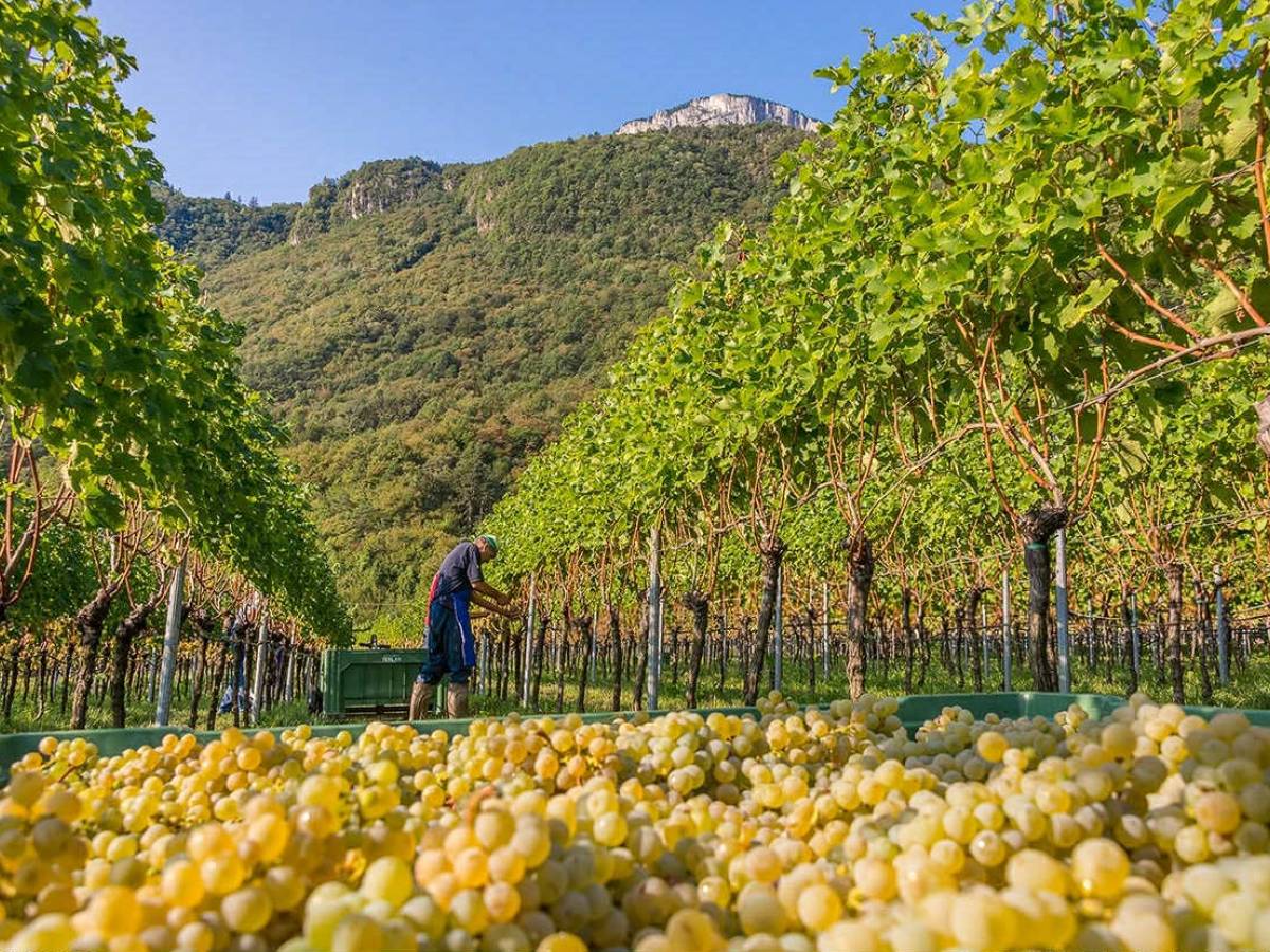Cantina Andriano, la vendemmia