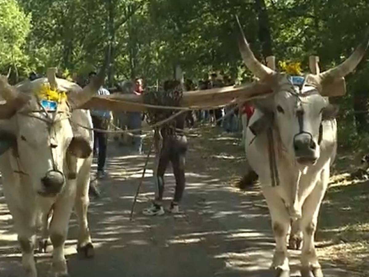 Matera, paura alla festa di Accettura: buoi travolgono la folla, 5 feriti