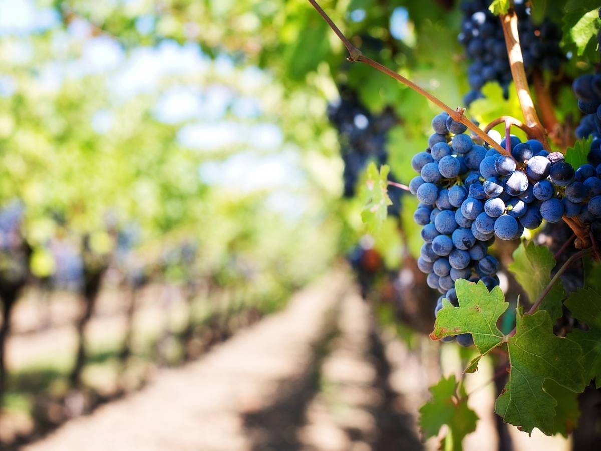 non aver paura di sbagliare intervista a sandro boscaini masi agricola diretta