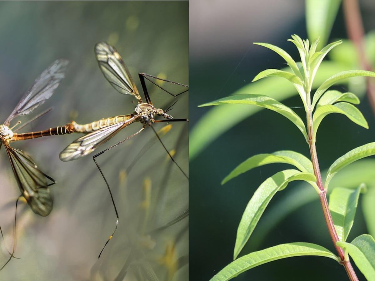 zanzare la citronella e altre 11 piante che non conosci per tenerle lontane