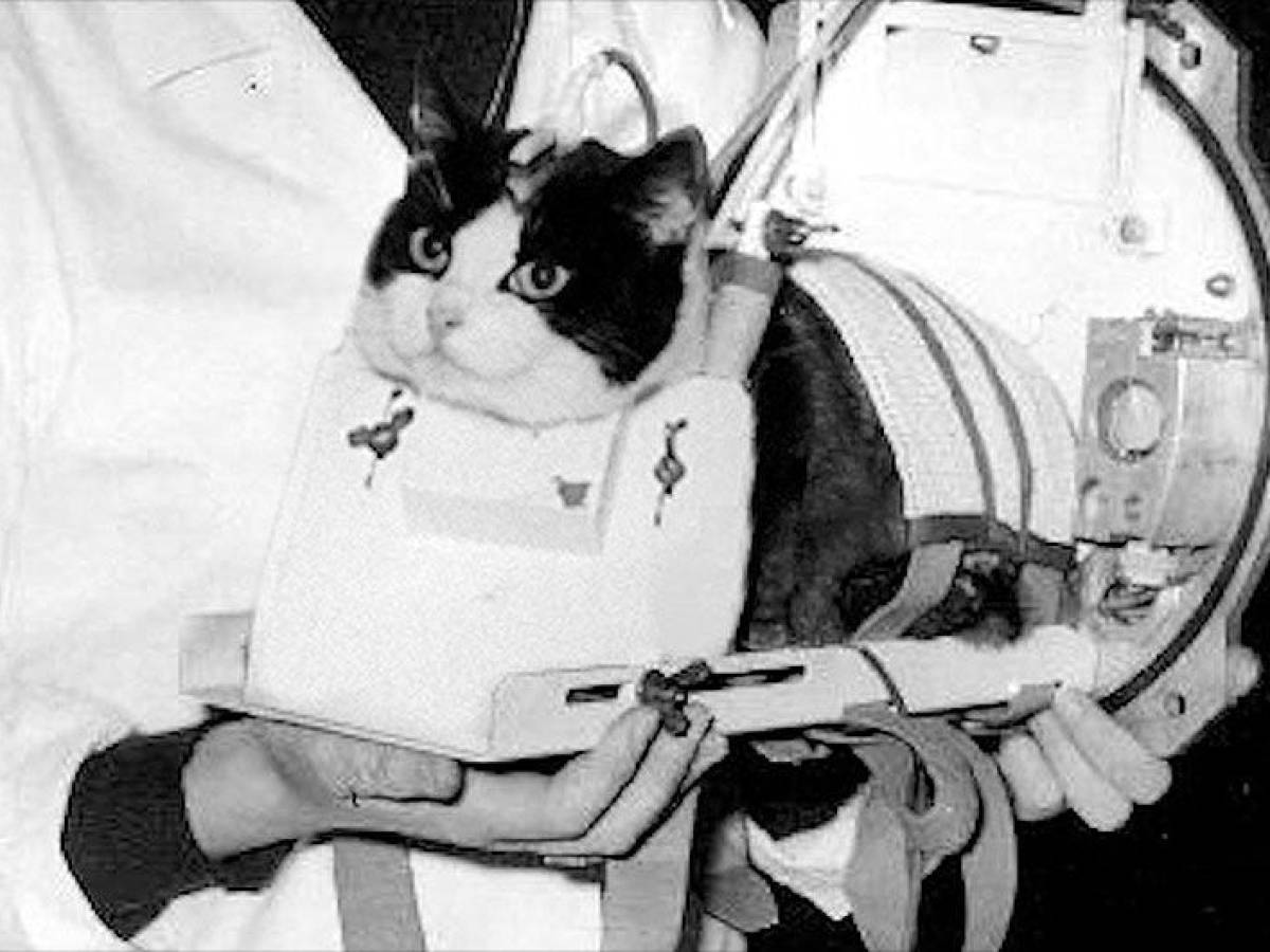 Félicette, storia di una gatta nello spazio Félicette, storia di una gatta nello spazio