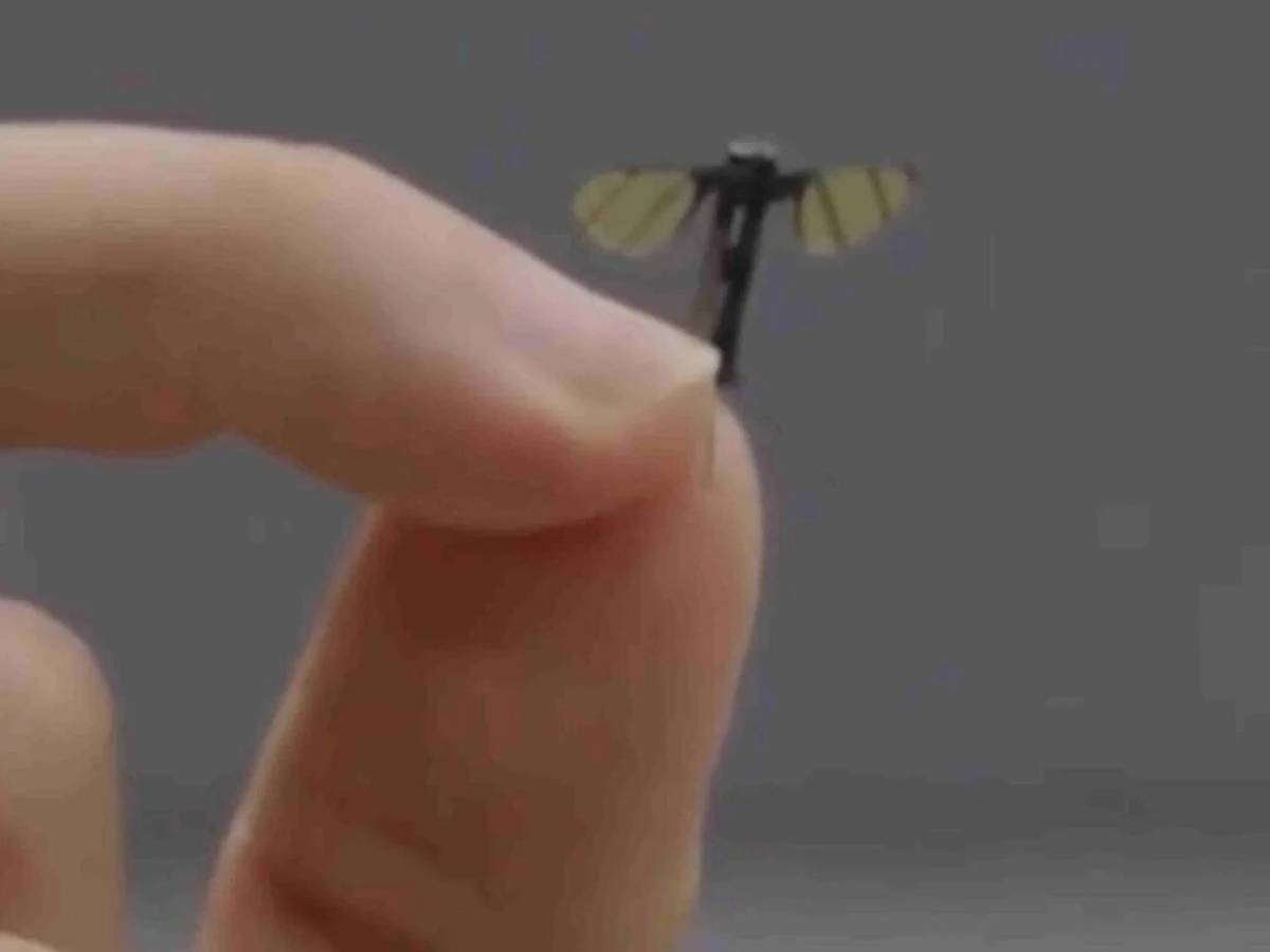 Invisibile, letale e pronto per lo spionaggio: allarme per il drone zanzara della Cina Invisibile, letale e pronto per lo spionaggio: allarme per il drone zanzara della Cina
