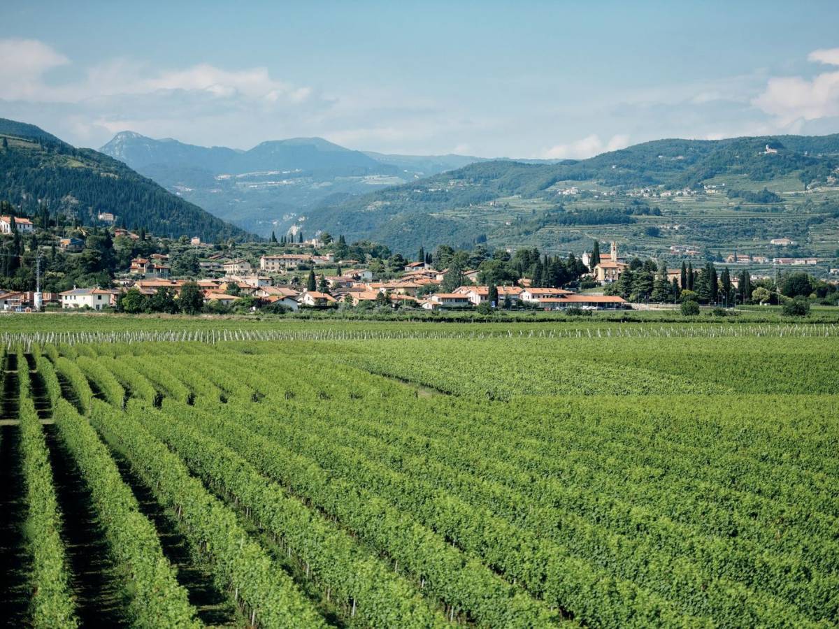 Buglioni, la vendemmia