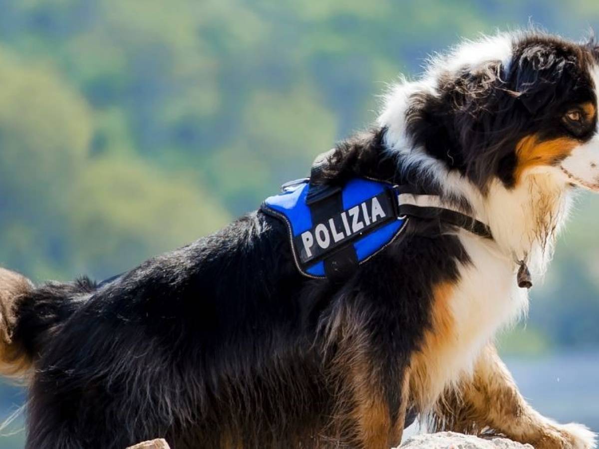 addio a night spirit il cane poliziotto eroe del ponte morandi