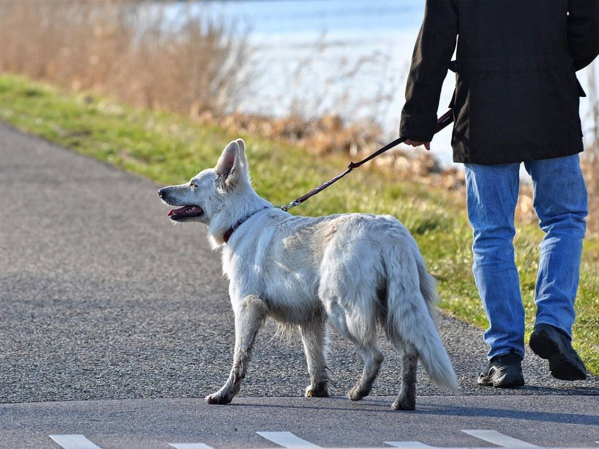 Portare a spasso il cane, le regole da rispettare Portare a spasso il cane, le regole da rispettare