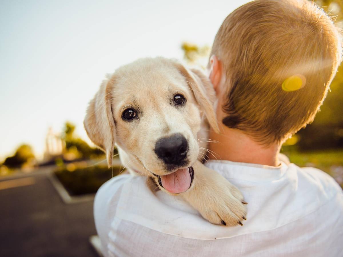 Wanda, Piera e Iole: un piccolo mondo di dolcezza canina Wanda, Piera e Iole: un piccolo mondo di dolcezza canina