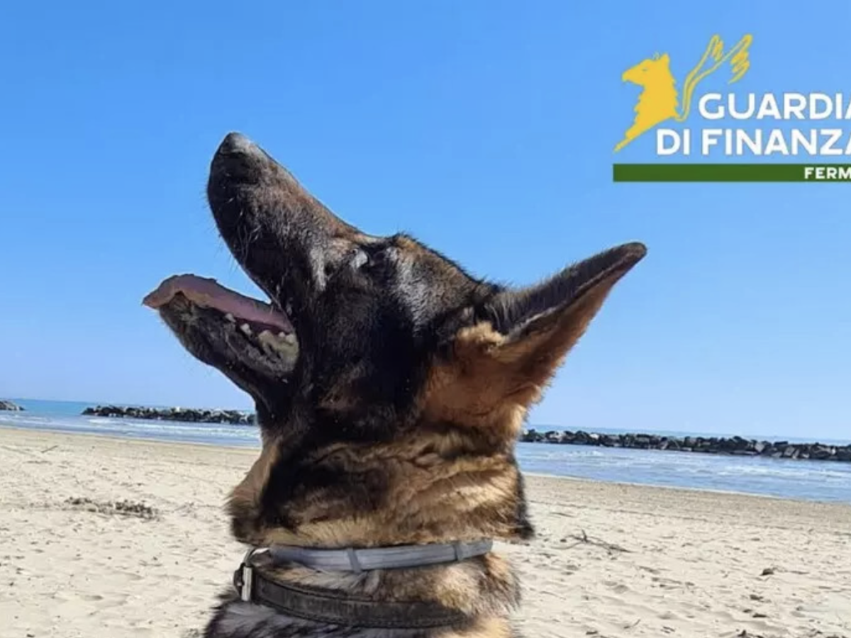 Addio a Fancy, il cane instancabile che ha fiutato centinaia di chili di droga