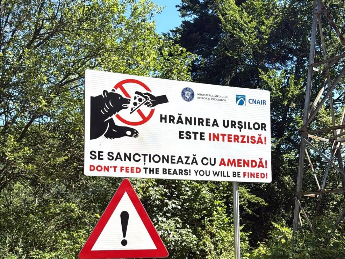 Motociclista italiano trascinato nel bosco e ucciso da un orso in Romania: cosa è successo