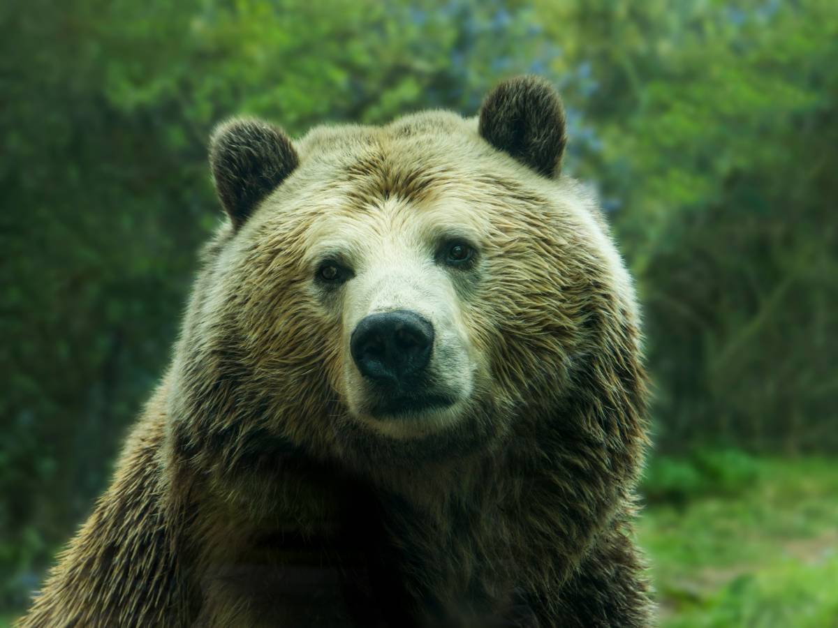 Se toghe e burocrazia salvano gli orsi Se toghe e burocrazia salvano gli orsi