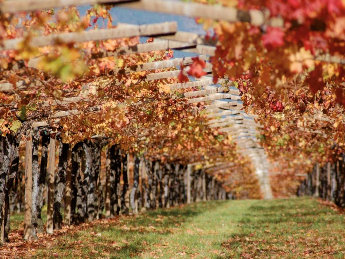 san leonardo 2020 il vino gentile dei marchesi guerrieri gonzaga