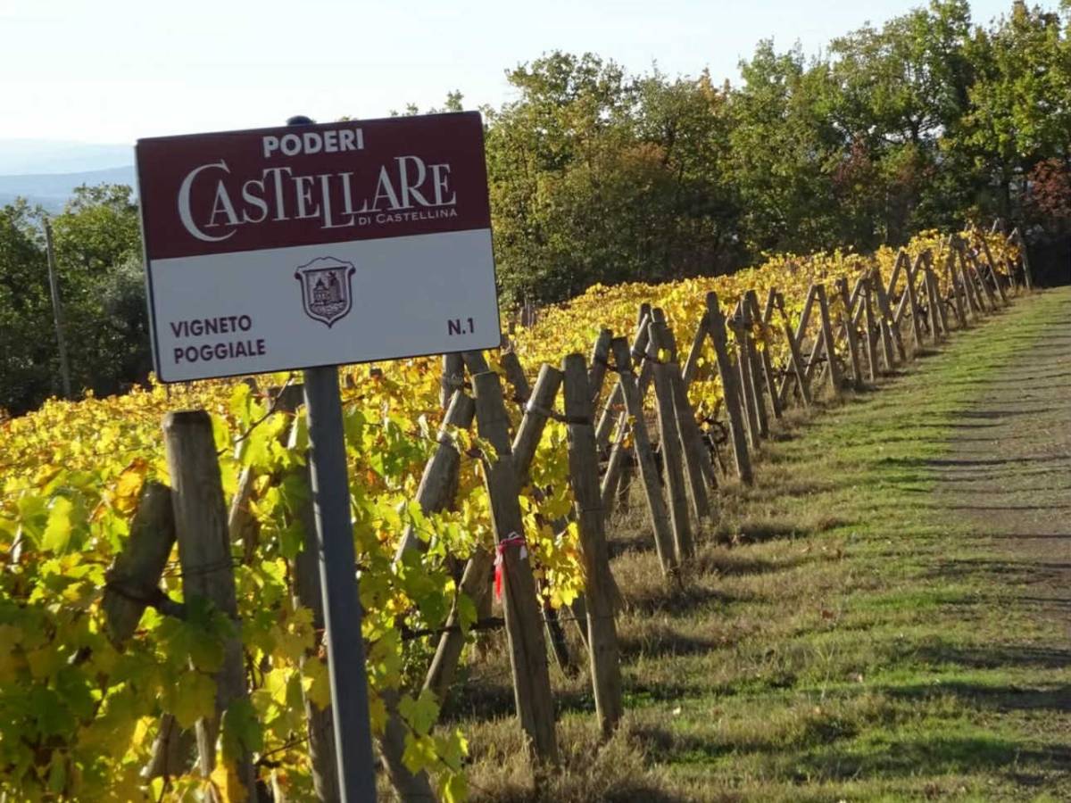 Castellare di Castellina, i vigneti