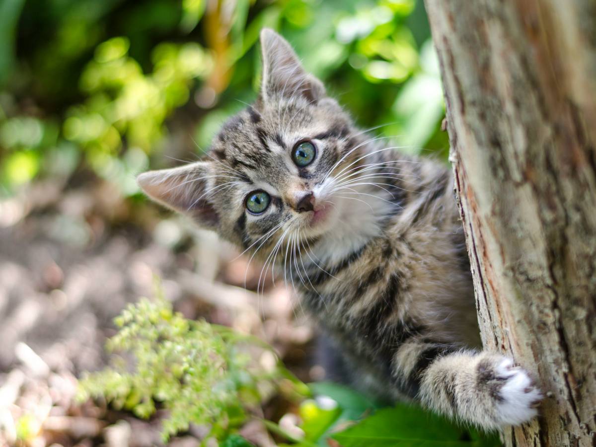 salvare gli animale 232 salvare s233 stessi