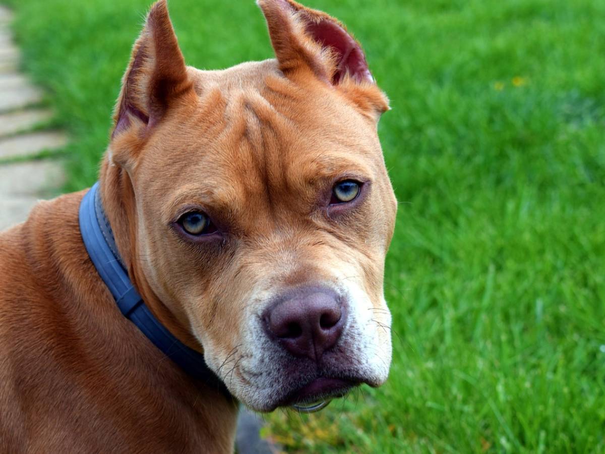 Parte per le vacanze, il cane muore in garage senza cibo e acqua Parte per le vacanze, il cane muore in garage senza cibo e acqua