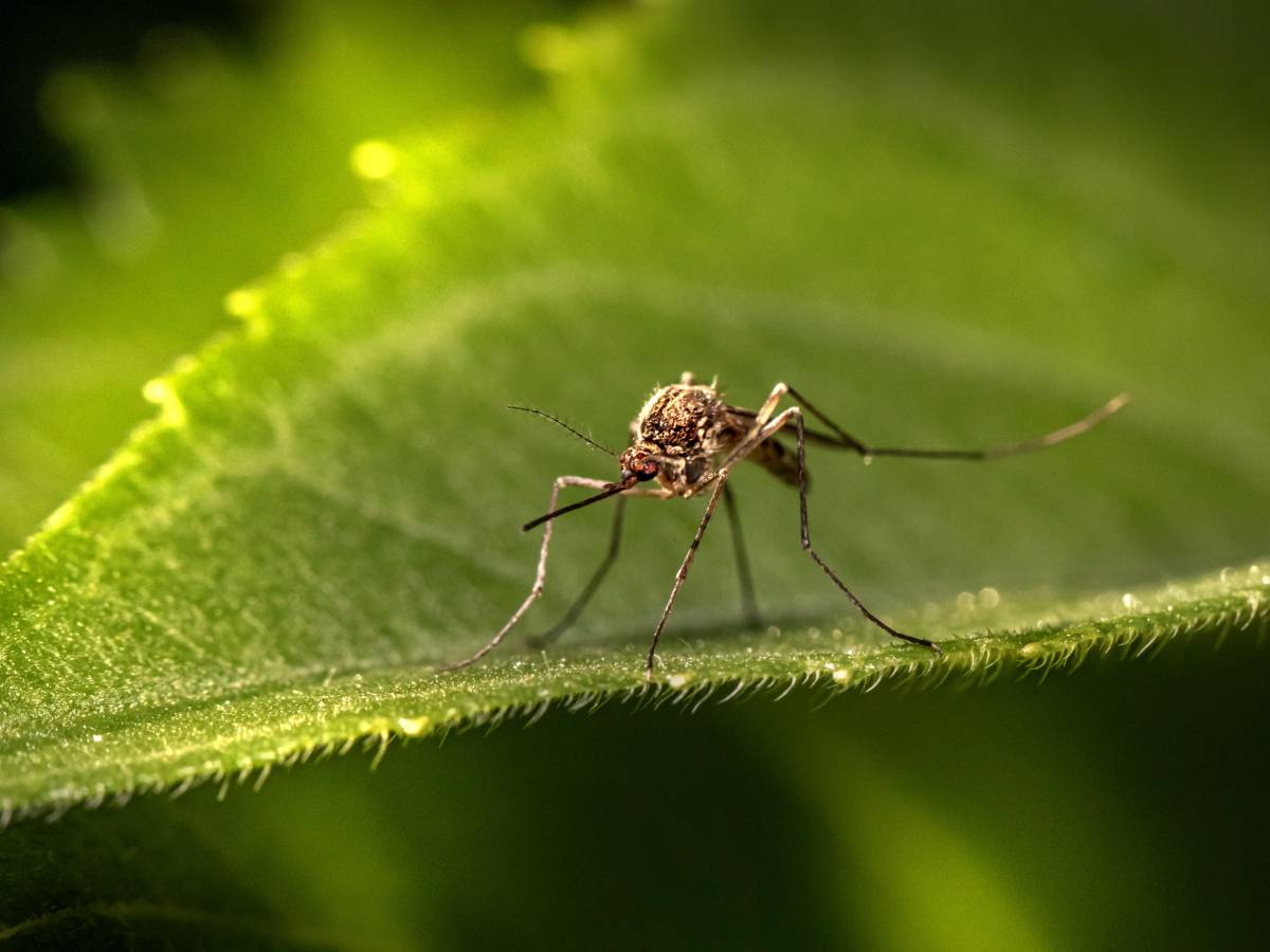 West Nile, salgano a 5 i morti nel 2025 West Nile, salgano a 5 i morti nel 2025