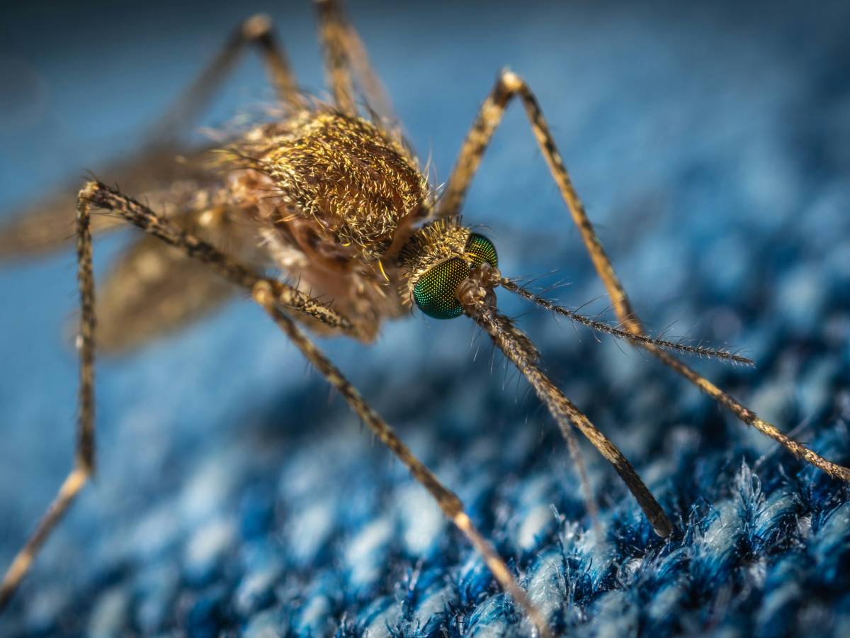Allarme West Nile