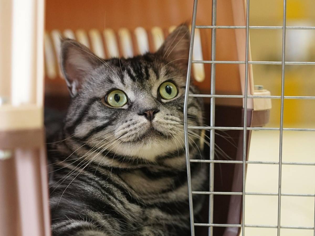 Portare il cane o il gatto in aereo: quali compagnie li accettano (e quali ancora no) Portare il cane o il gatto in aereo: quali compagnie li accettano (e quali ancora no)