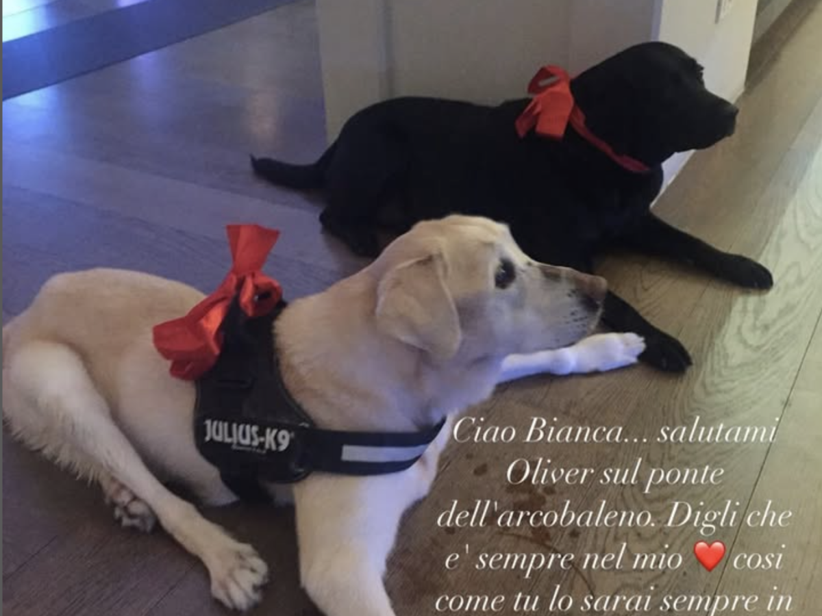 addio a bianca il cane di antonella clerici la commovente dedica della conduttrice
