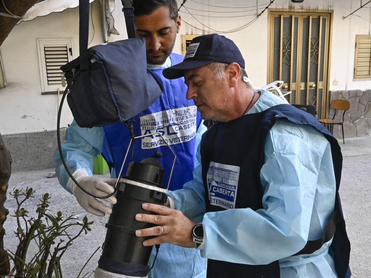 allarme west nile in italia come si trasmette dalle zanzare culex agli uccelli selvatici come proteggersi