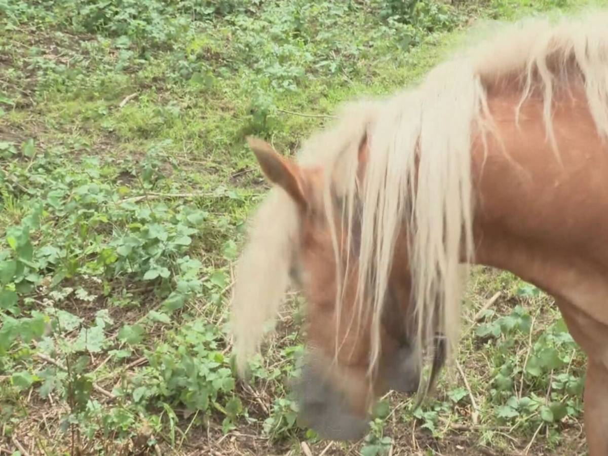 il campanaccio del cavallo e le proteste stonate dei turisti