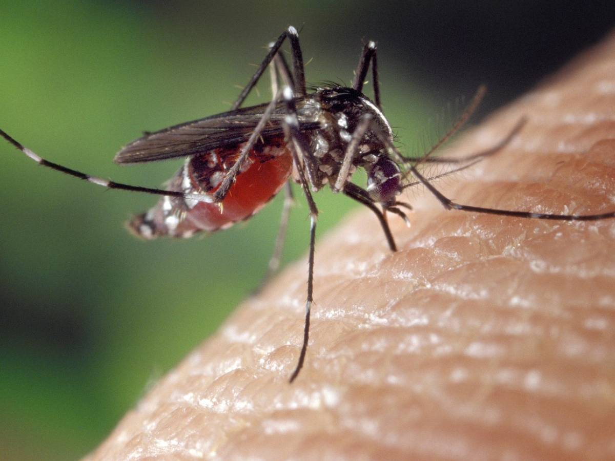 latina 77enne muore per il virus west nile 232 la quinta vittima nel lazio