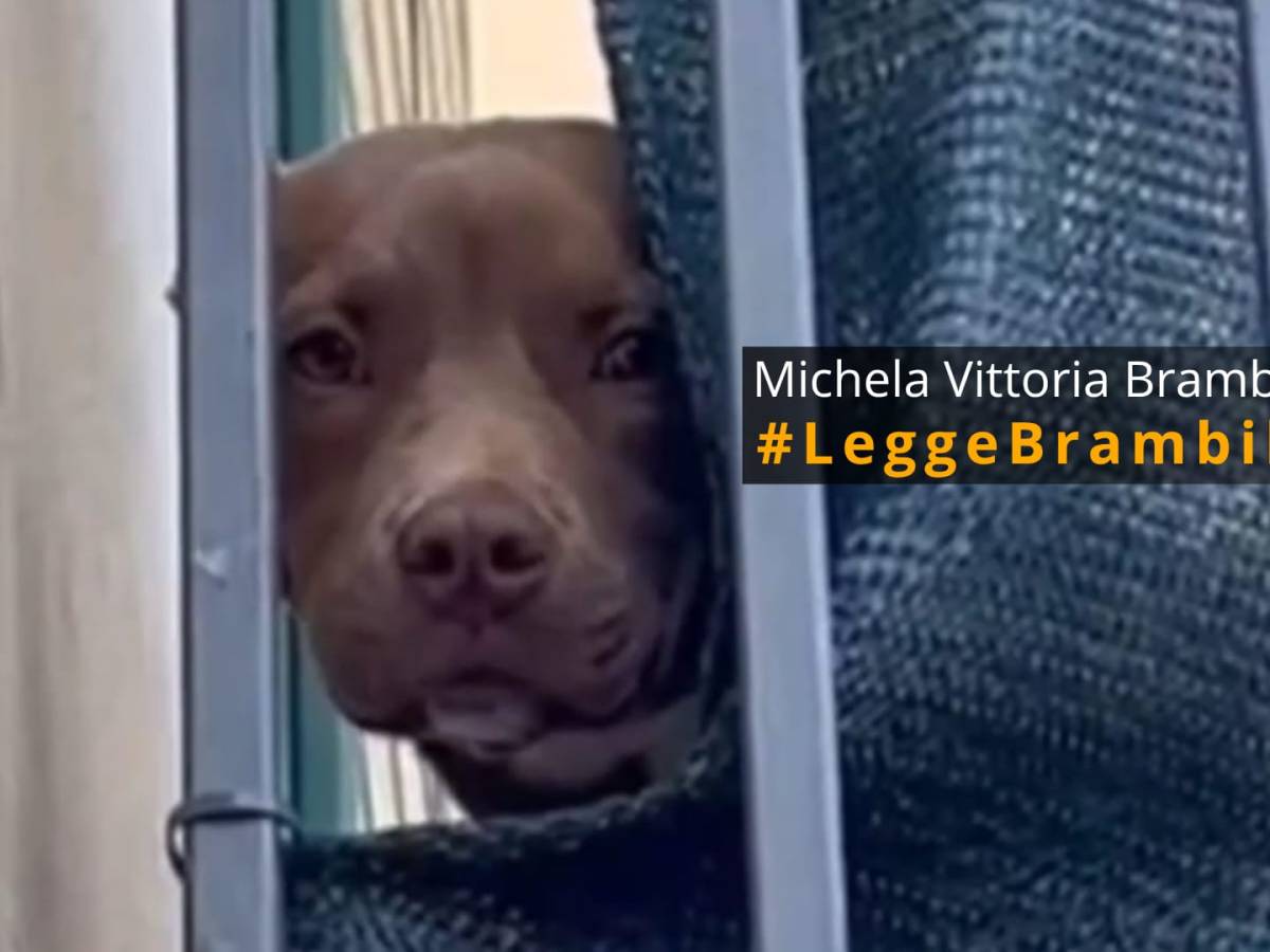 morte del pitbull diego nuove immagini rivelano i maltrattamenti subiti dal cane