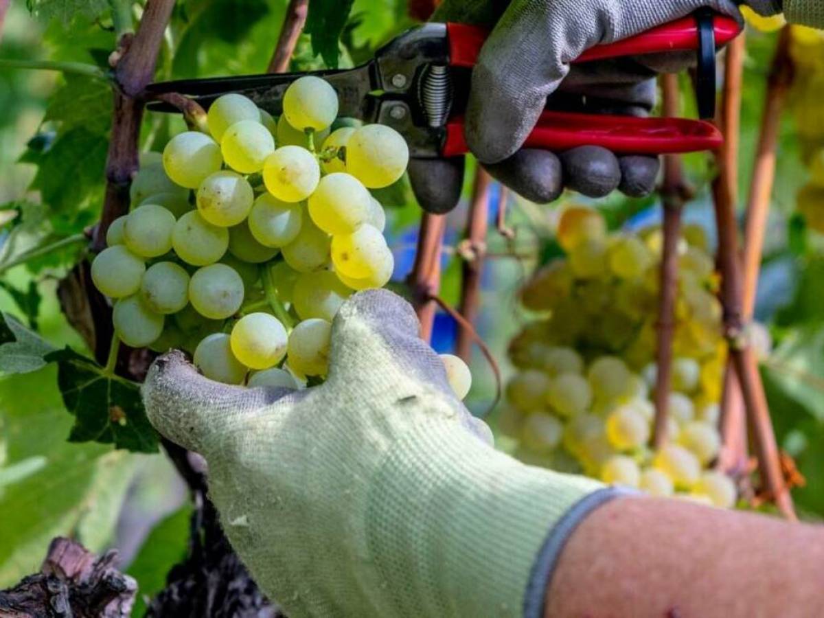 Vendemmia 2025: un’annata di equilibrio e promesse Vendemmia 2025: un’annata di equilibrio e promesse