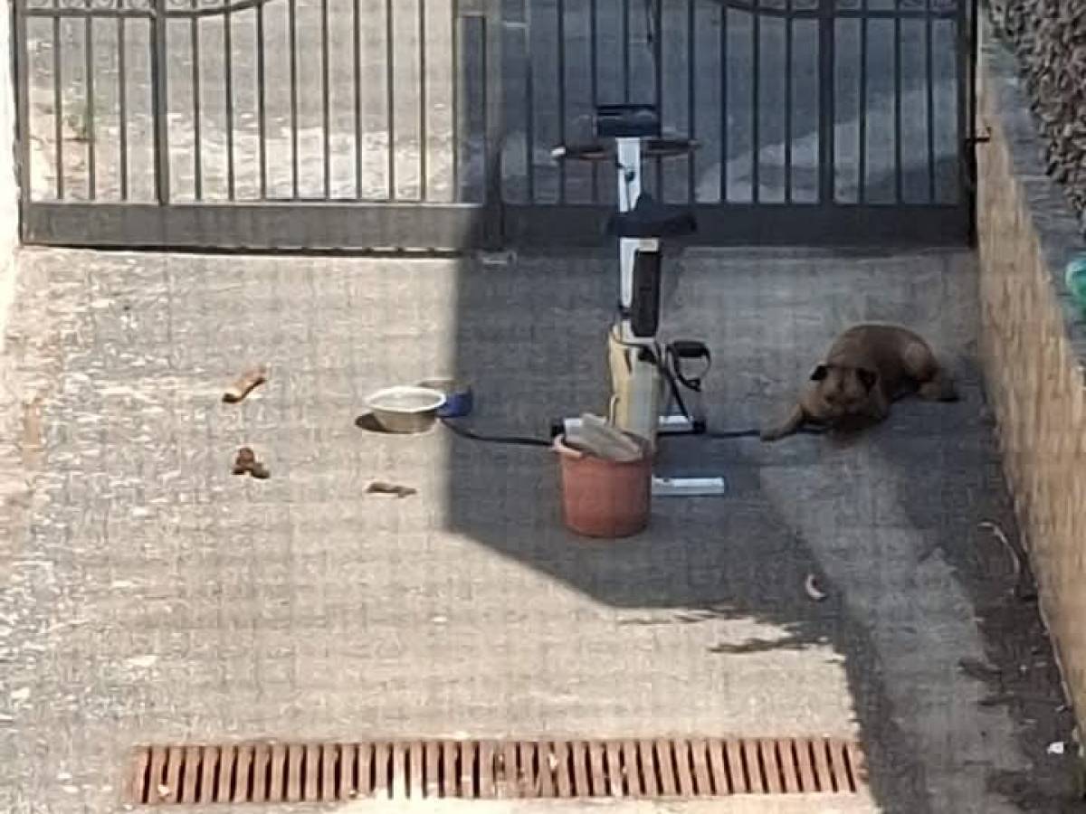 Va in vacanza e lascia il cane legato in cortile: morto per un colpo di calore Va in vacanza e lascia il cane legato in cortile: morto per un colpo di calore