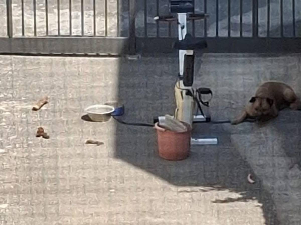 La padrona va in ferie e lo lega alla catena. Ancora un cane abbandonato e morto