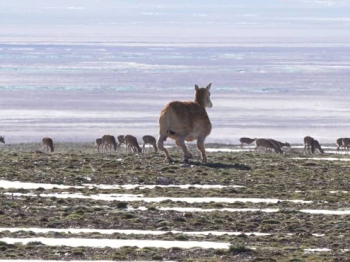 ecco come la cina monitora le mandrie tibetane presentato il robot antilope
