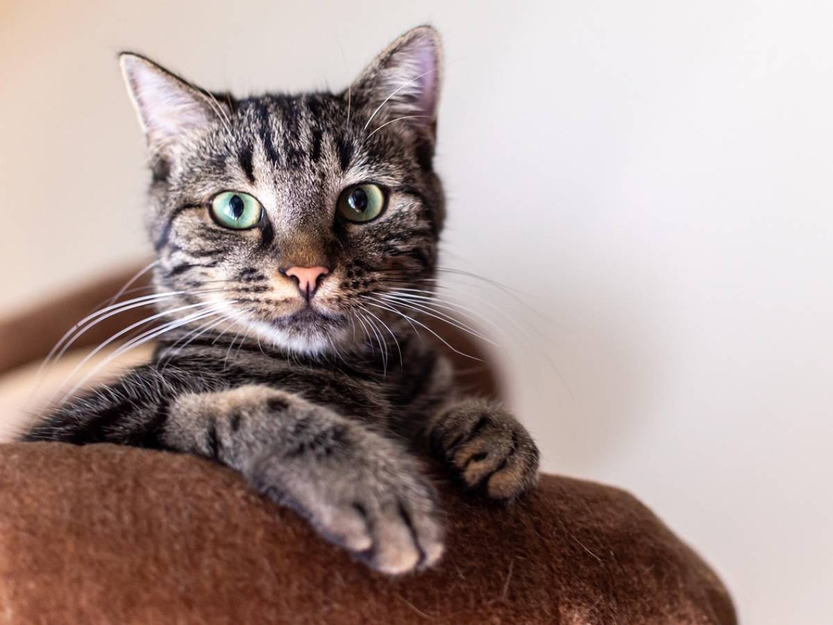 demenza anche i gatti possono svilupparla lo studio che apre nuove strade per le cure