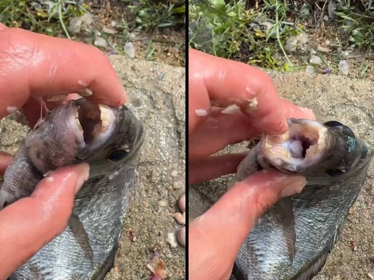Allarme per i Saraghi "piranha” che mordono i bagnanti: cosa sono e dove colpiscono