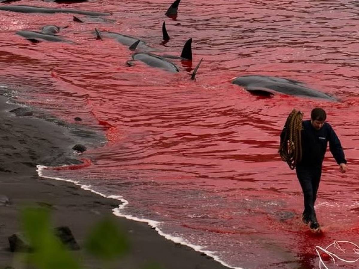 Decine di cetacei uccisi e smembrati alle isole Faer Oer: polemiche per la Grindadráp