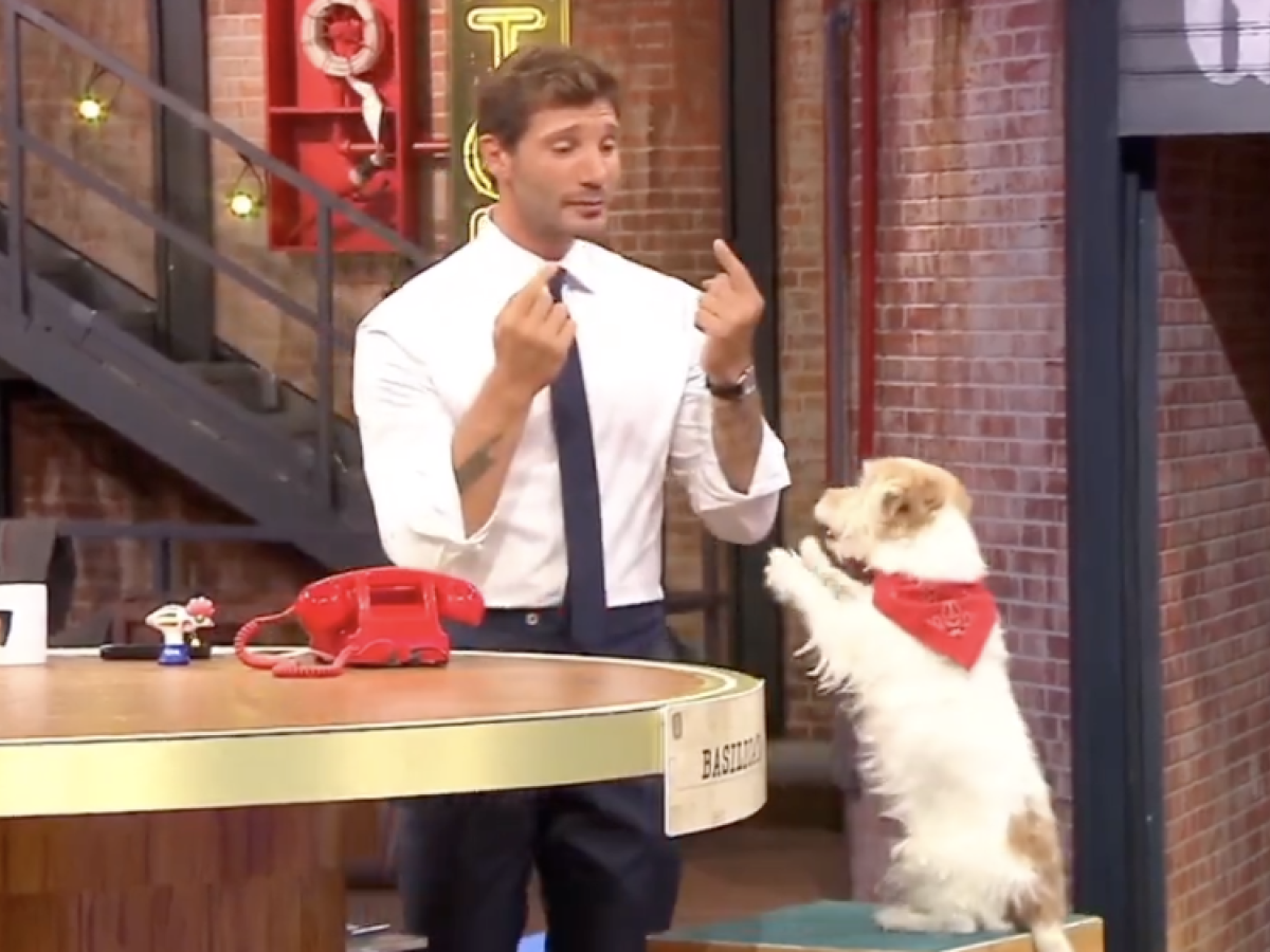 Gennarino di Affari Tuoi, il cane più amato della TV: "Ha un feeling speciale con De Martino"