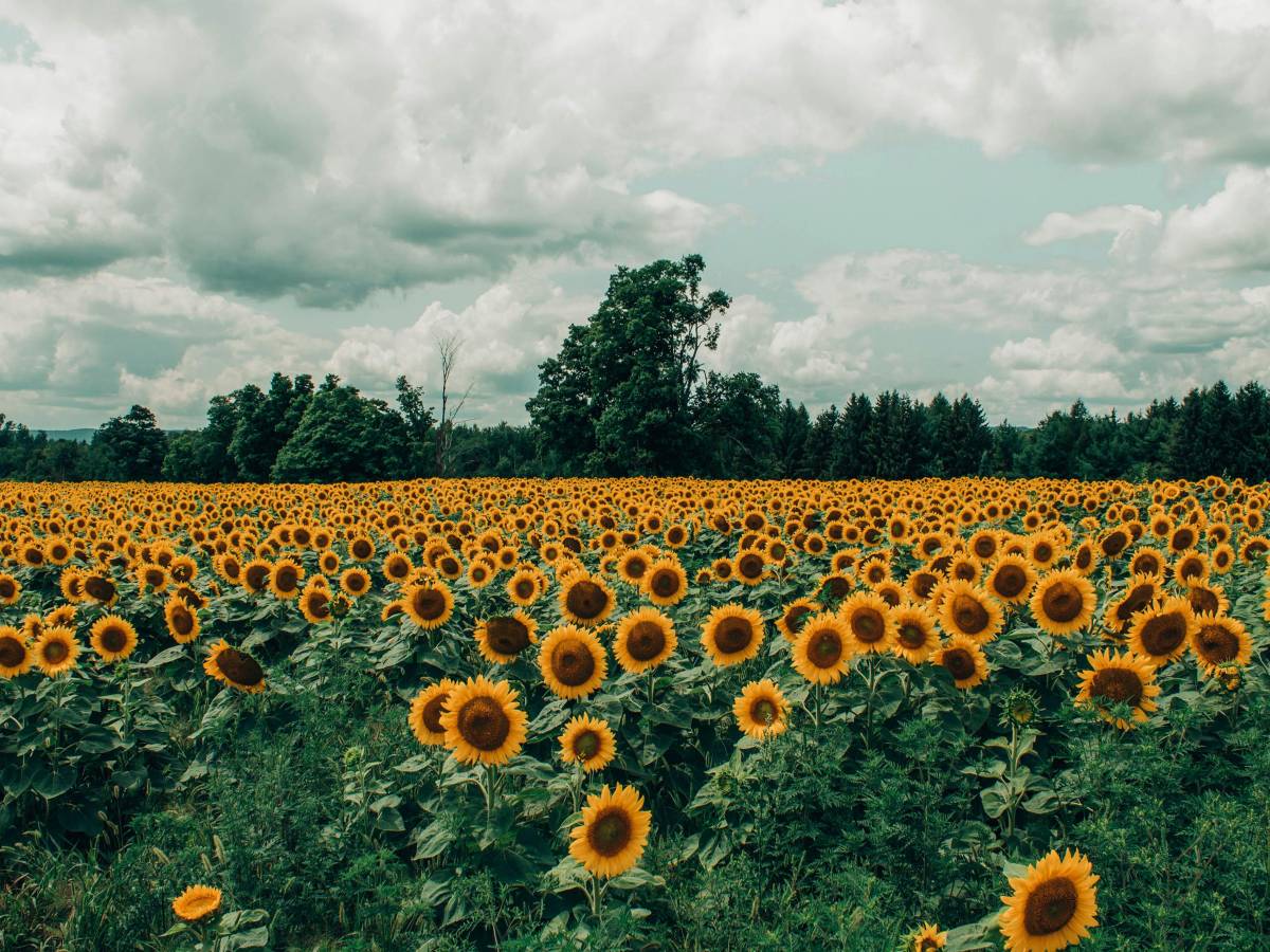 Le foto romantiche tra i girasoli finiscono in rissa: sposi aggrediti dal proprietario del terreno