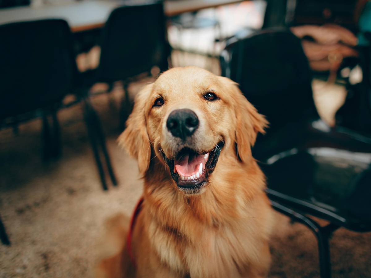 bologna d224 fuoco alla casa e tenta di strangolare il figlio ragazzino salvato dal cane da Ilgiornale.it bologna d224 fuoco alla casa e tenta di strangolare il figlio ragazzino salvato dal cane