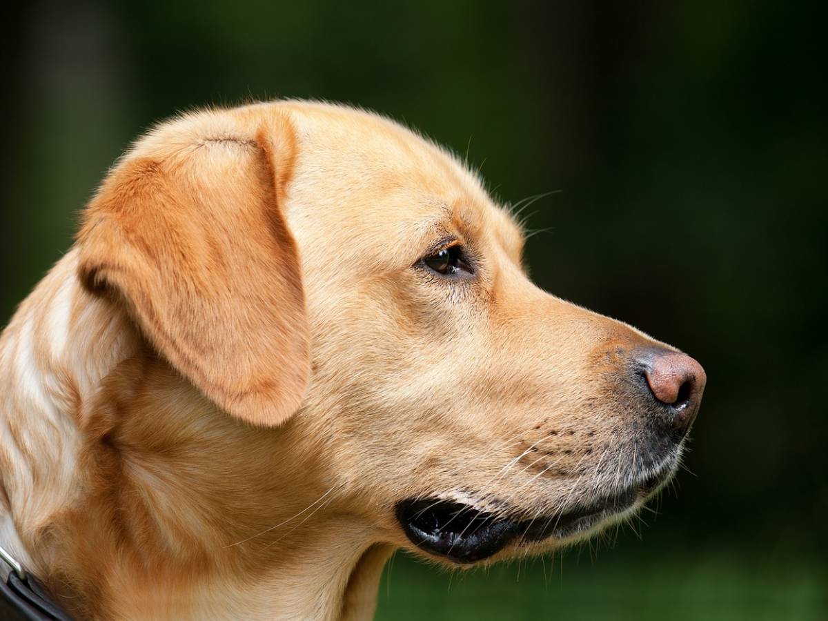 cani di grossa taglia in cabina ecco cosa cambia